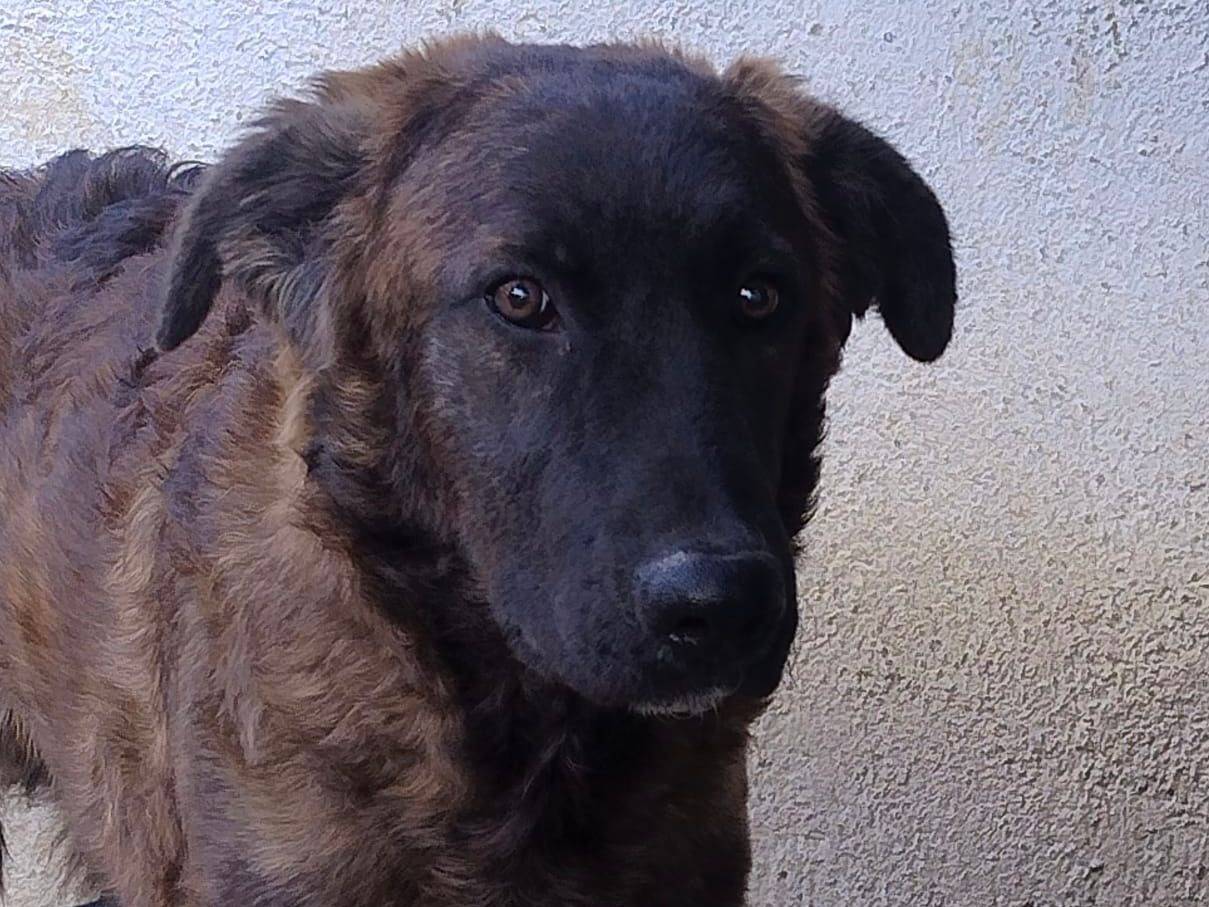 Adotta il cane ELVIS a Crotone