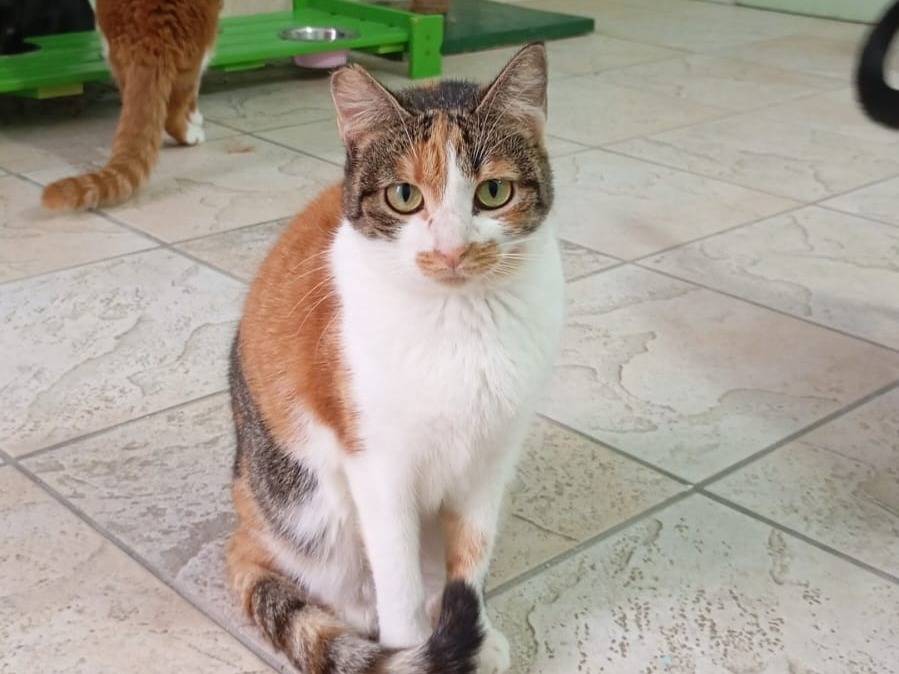 Foto dell'animale