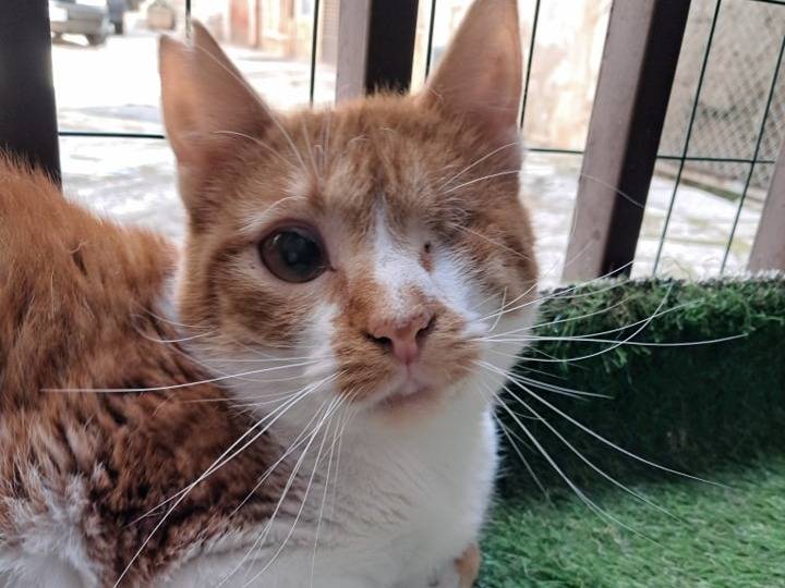 Foto dell'animale