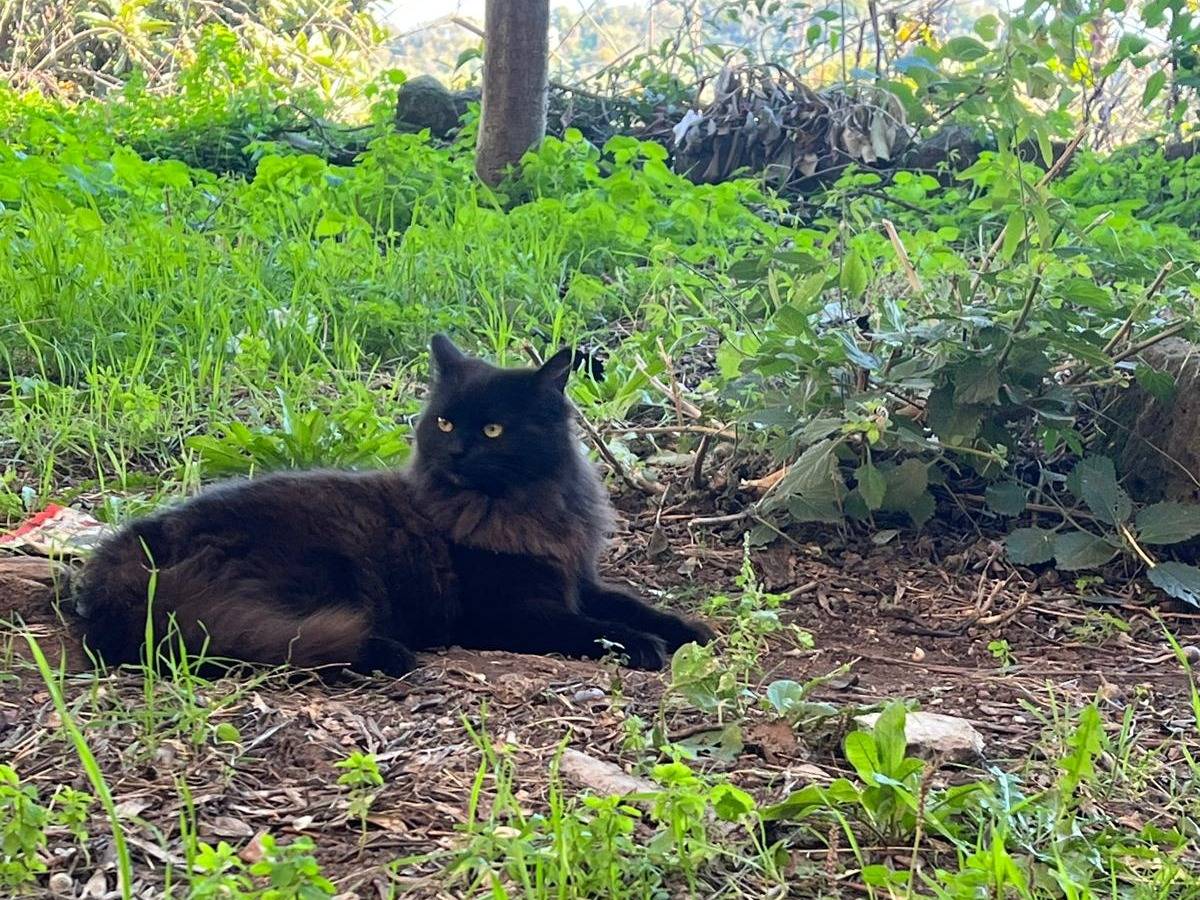 Adotta un gatto, taglia non valida, femmina, Roma