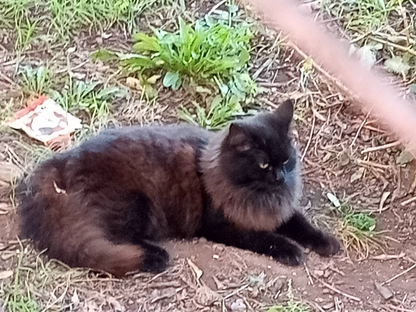 Adotta il gatto Zora  a Roma