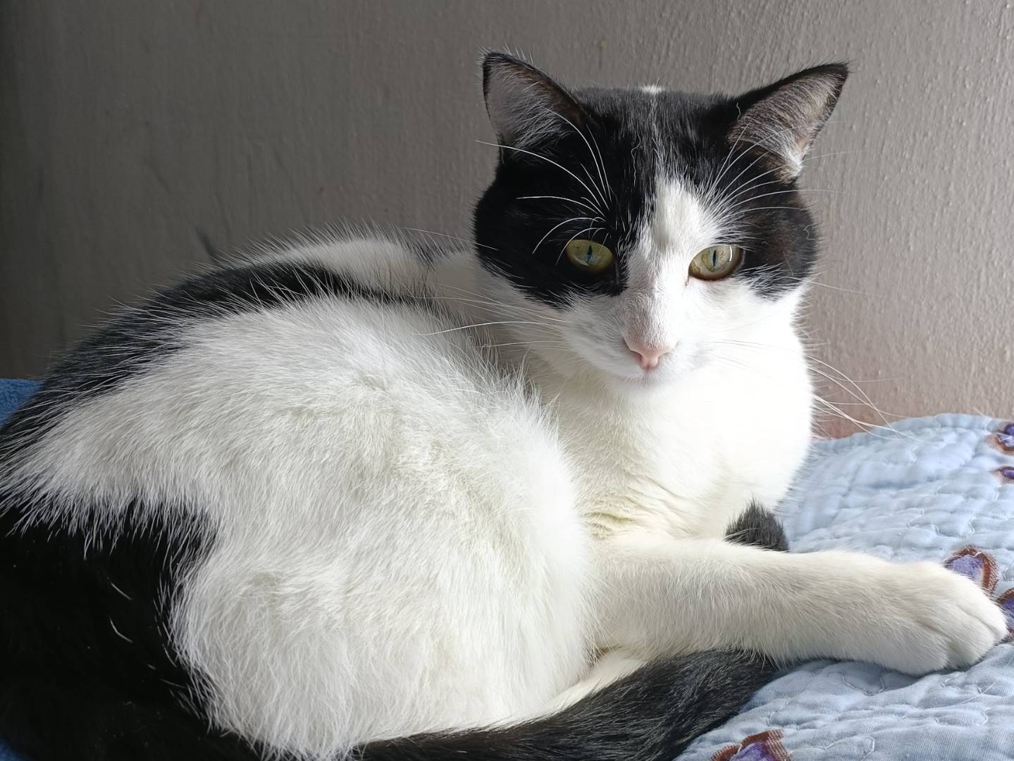 Foto dell'animale