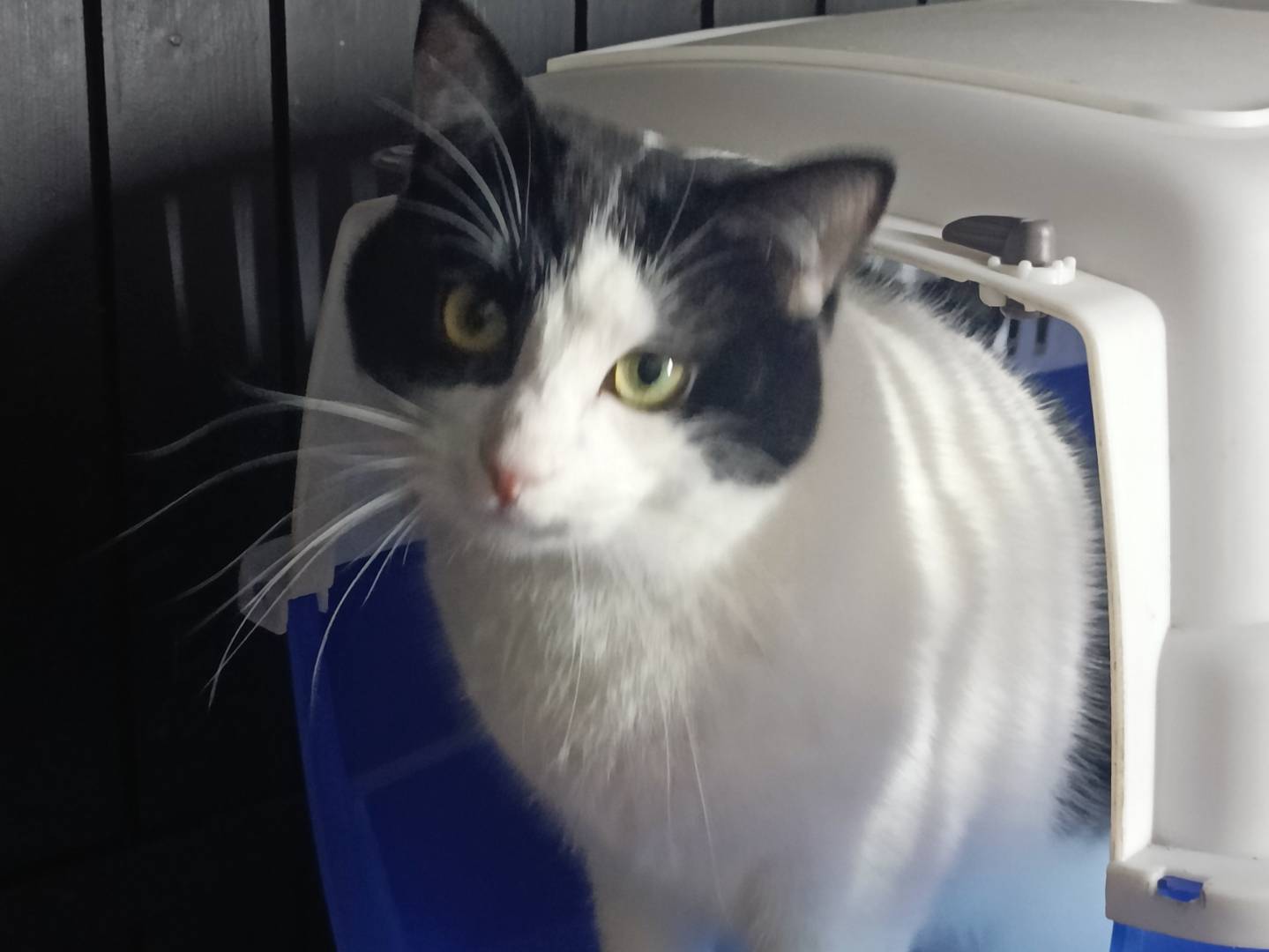 Adotta un gatto, maschio, 2 anni  e 5 mesi , Brindisi