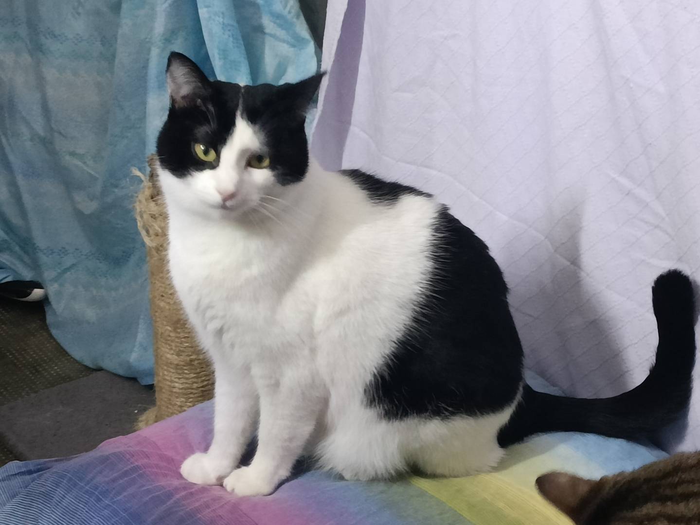Adotta un gatto, taglia non valida, maschio, Brindisi