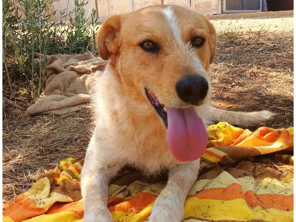 Foto dell'animale