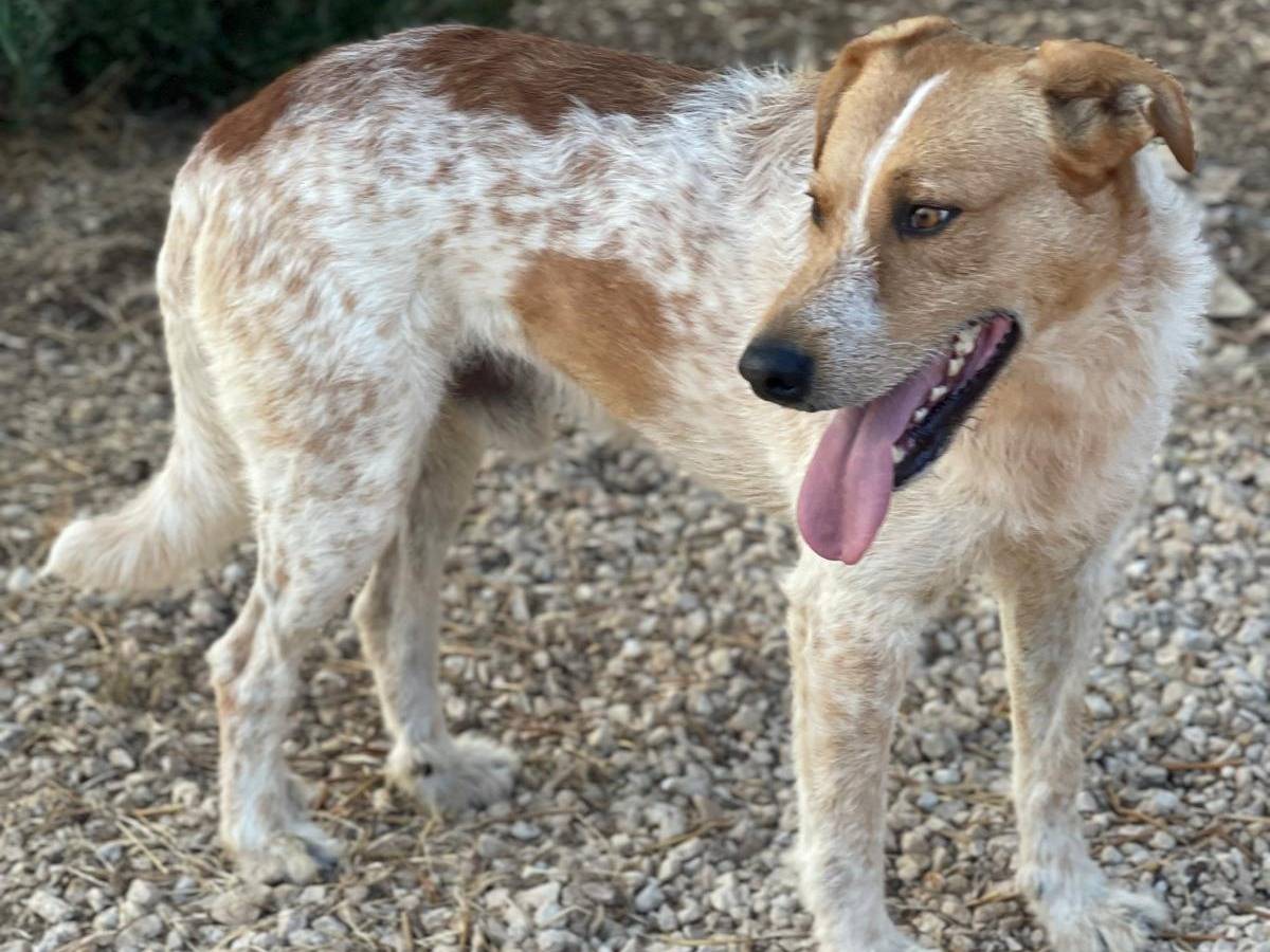 Adotta un cane, maschio, 3 anni  e 11 mesi , Bari