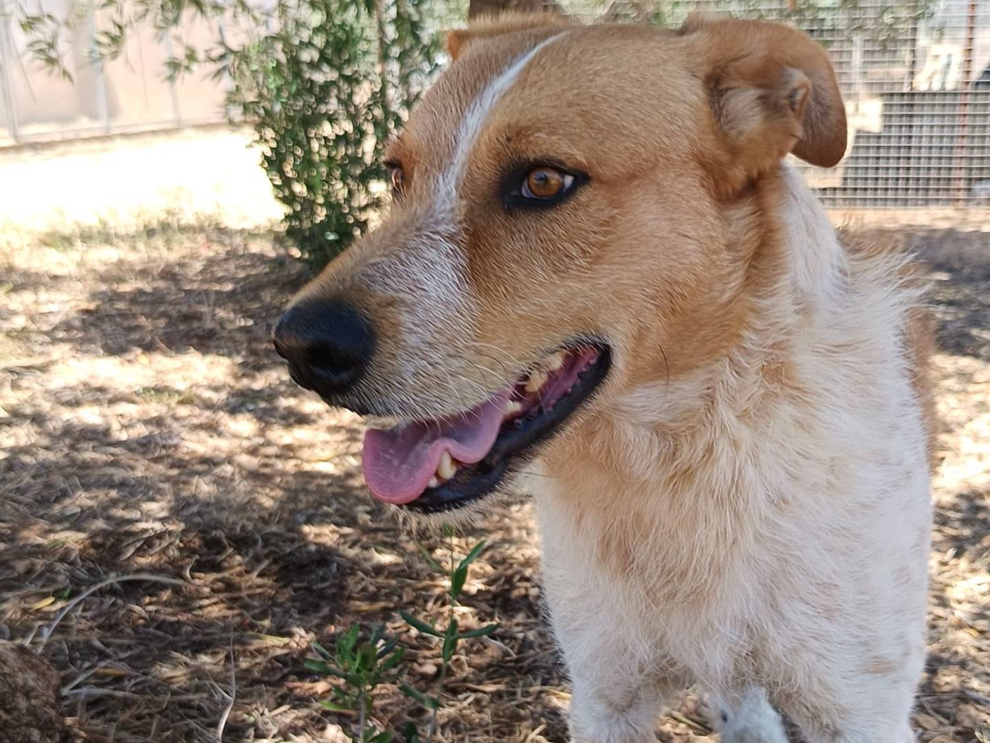 Adotta un cane, taglia grande, maschio, Bari