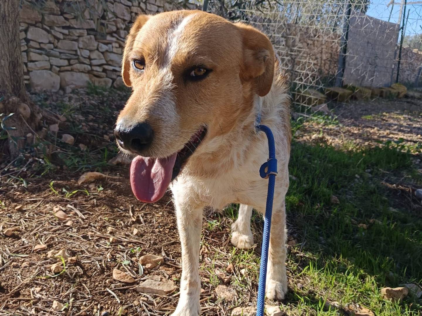 Vuoi adottare un cane a Bari?
