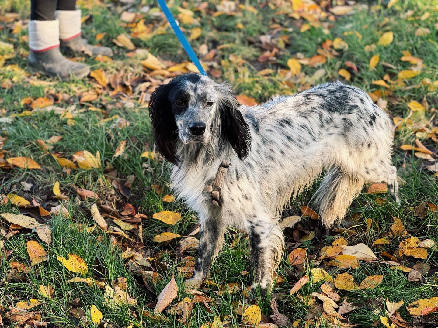 Vuoi adottare un cane a Bologna?
