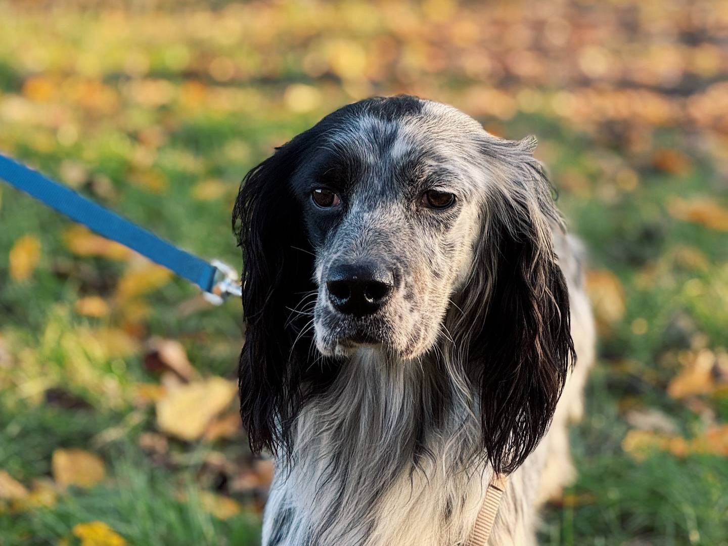 Adotta il cane Giove a Bologna