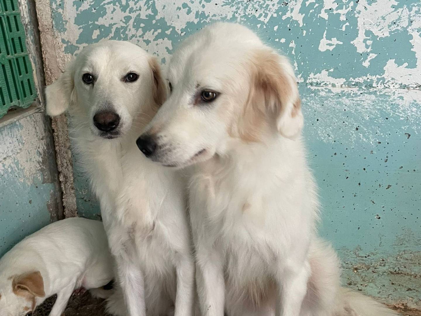Foto dell'animale
