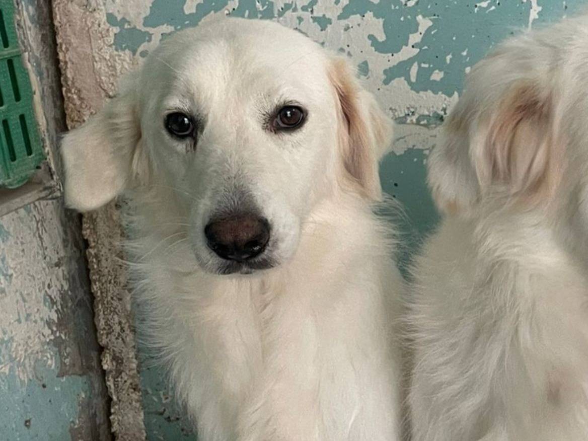 Adotta un cane, maschio, 4 anni  e 10 mesi , Crotone