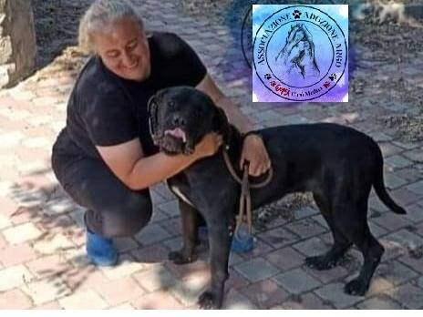 Adozione cane, femmina, Corso Mastino Napoletano, 3 anni  e 8 mesi , taglia gigante, Crotone