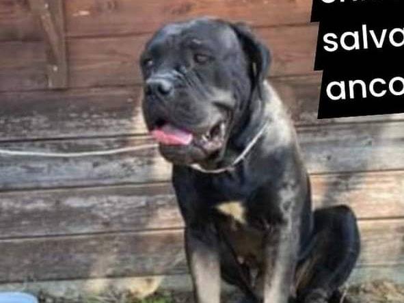 Adotta un cane, femmina, 3 anni  e 8 mesi , Crotone