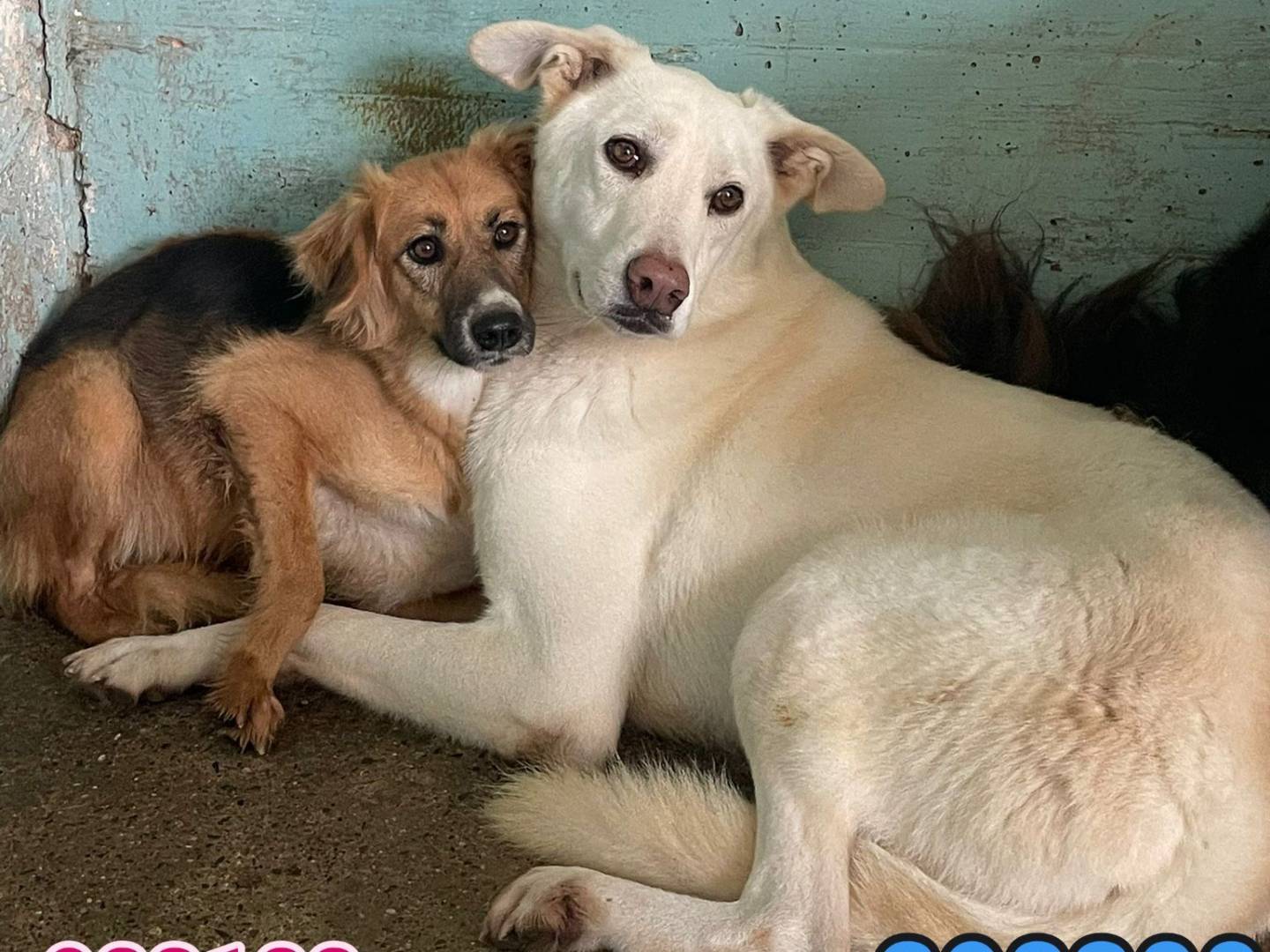 Foto dell'animale