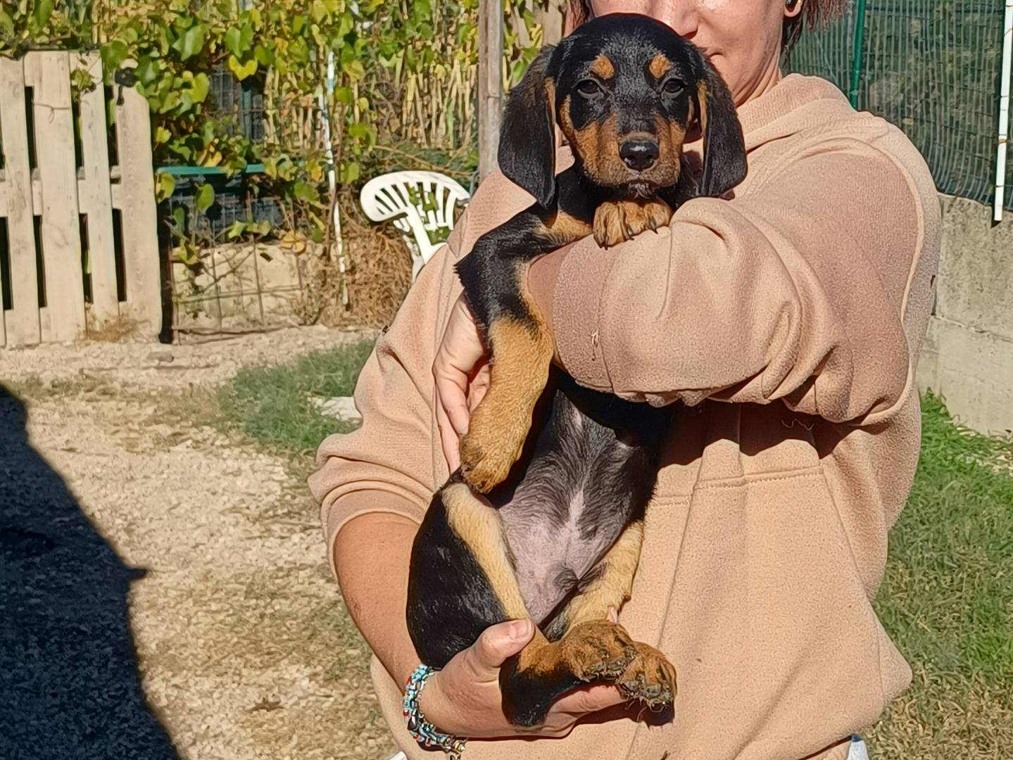 Adozione cane, maschio, Segugio Bassotto, 1 anno e 4 mesi, taglia piccola, Chieti