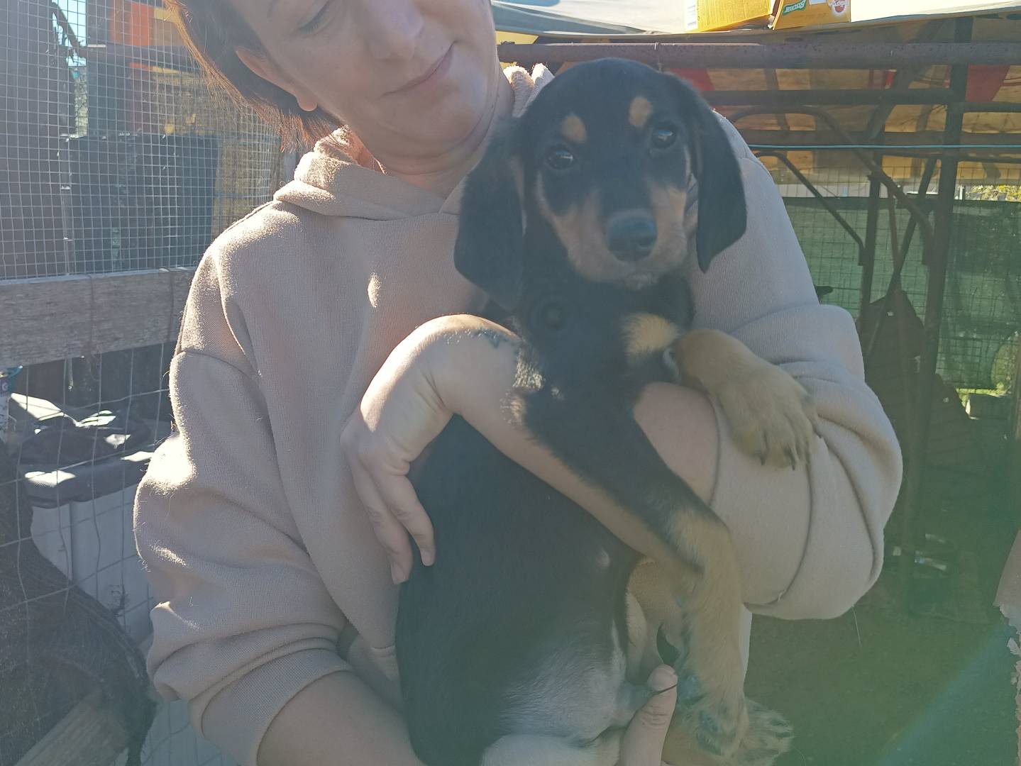 Adotta un cane, maschio, 1 anno e 4 mesi, Chieti