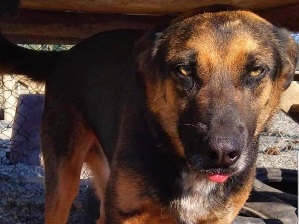 Adozione cane, maschio, Pastore tedesco Razza sconosciuta, 7 anni e 1 mese, taglia media, Crotone