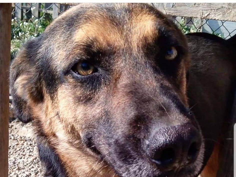 Adotta un cane, maschio, 7 anni e 1 mese, Crotone