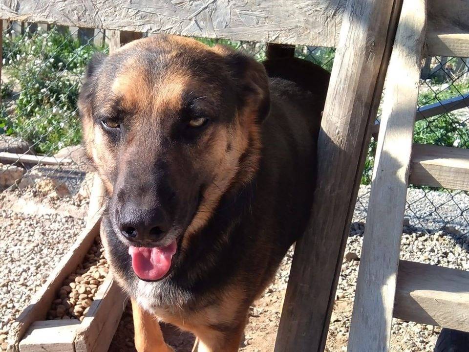Adotta un cane, taglia media, maschio, Crotone