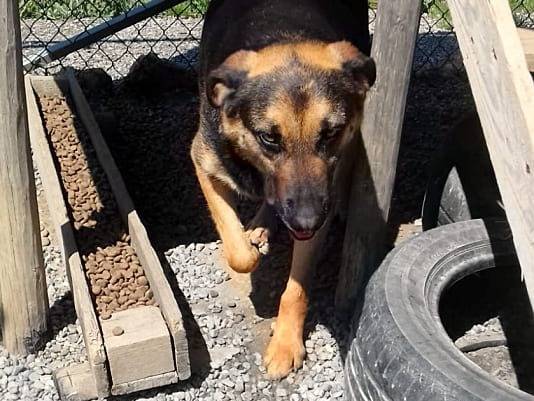Vuoi adottare un cane a Crotone?