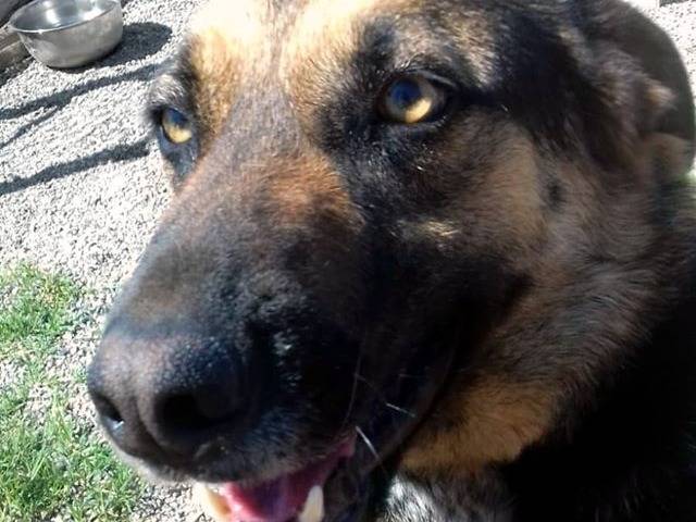 Adotta il cane ettore a Crotone