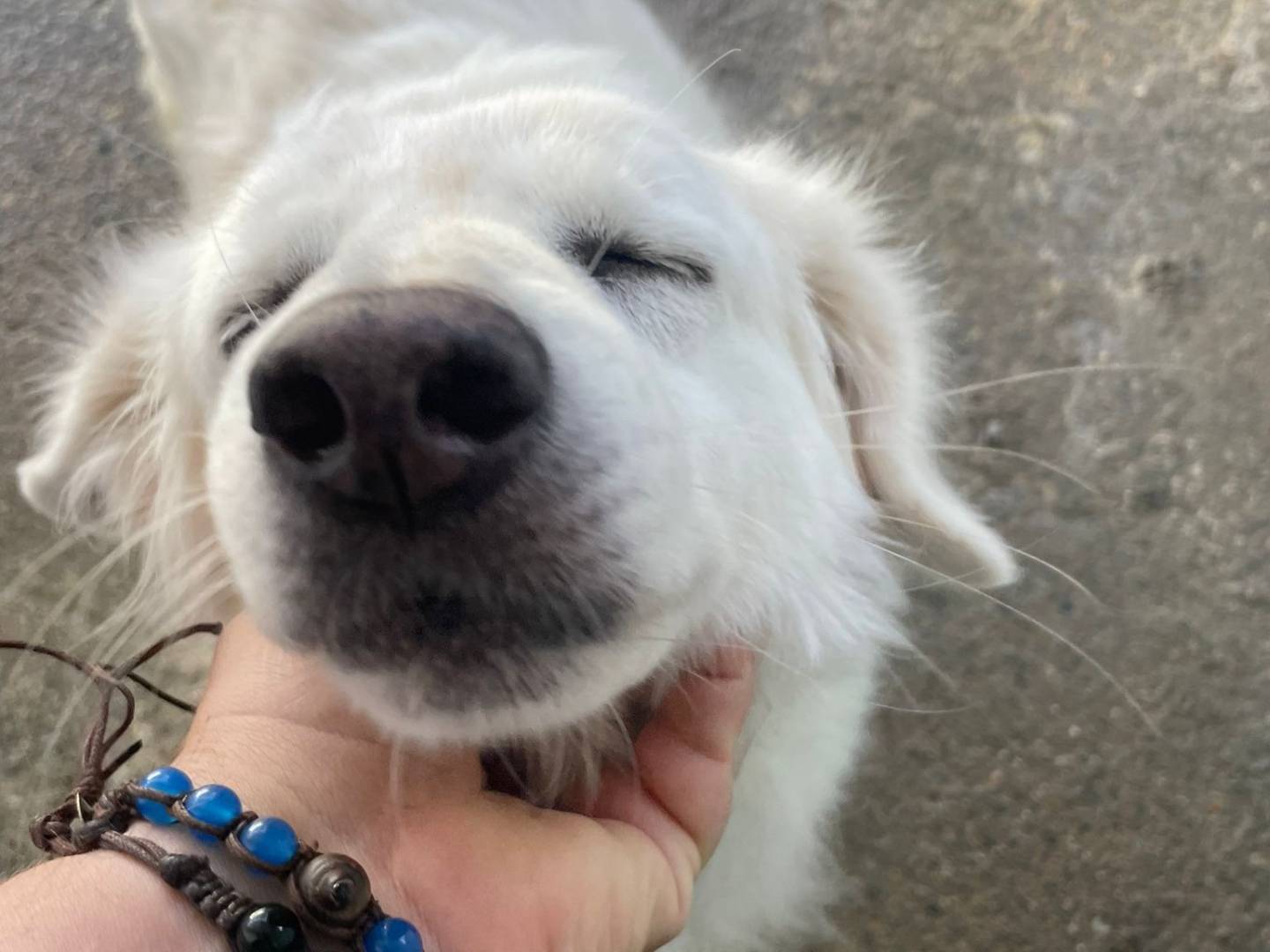 Adotta un cane, femmina, 8 anni e 9 mesi, Crotone