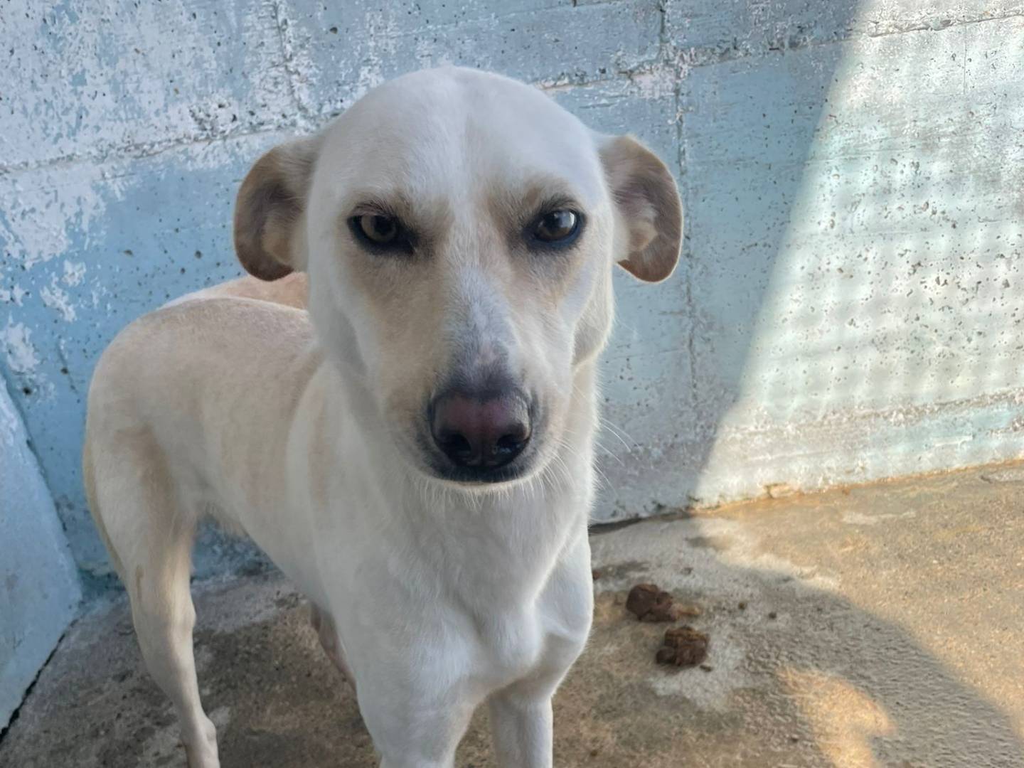 Adozione cane, femmina, Razza sconosciuta Razza sconosciuta, 4 anni e 1 mese, taglia media contenuta, Crotone