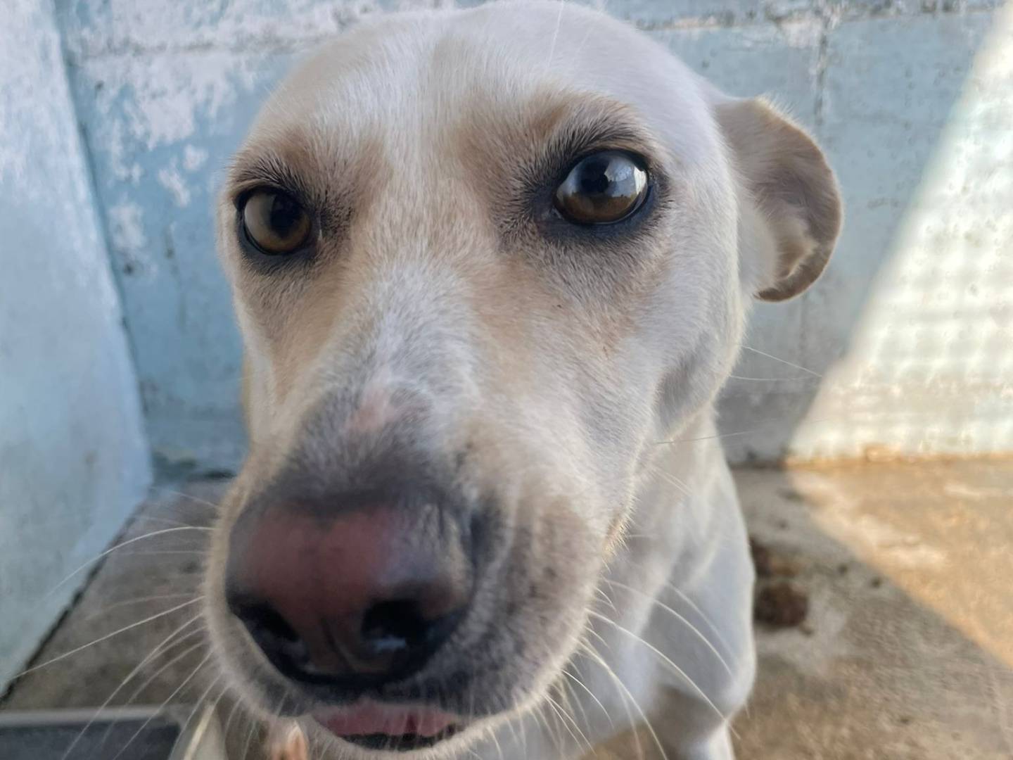 Adotta un cane, femmina, 4 anni e 1 mese, Crotone