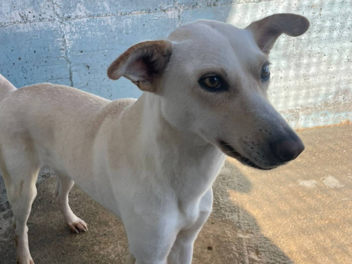 Adotta un cane, taglia media contenuta, femmina, Crotone