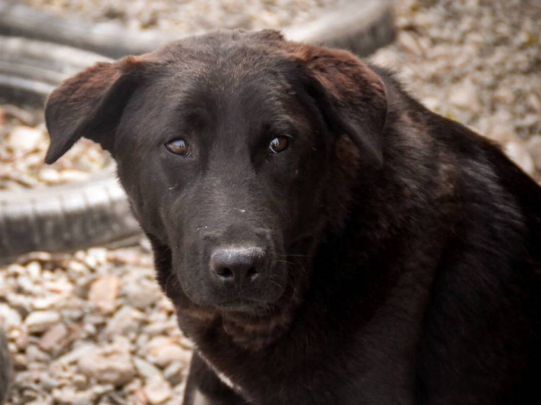 Foto dell'animale