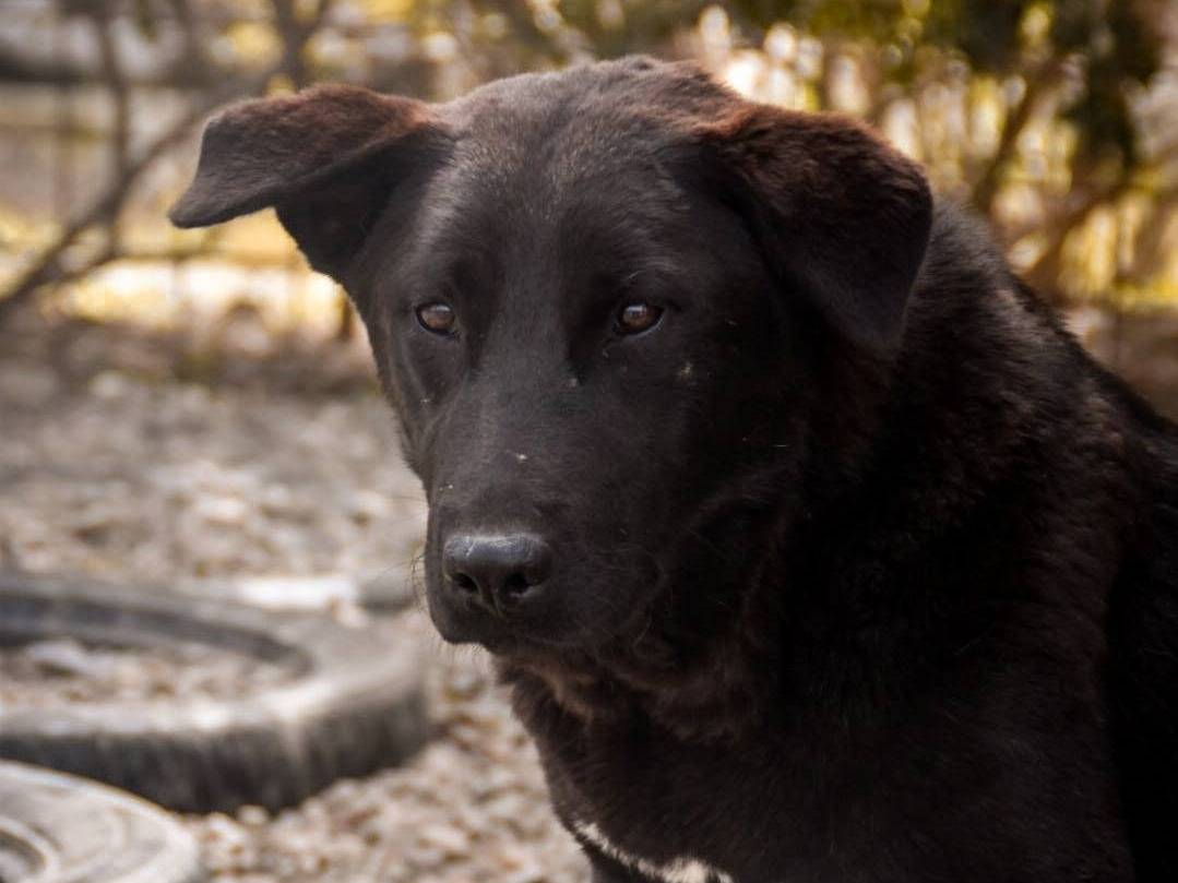 Adotta un cane, femmina, 2 anni  e 1 mese, Crotone