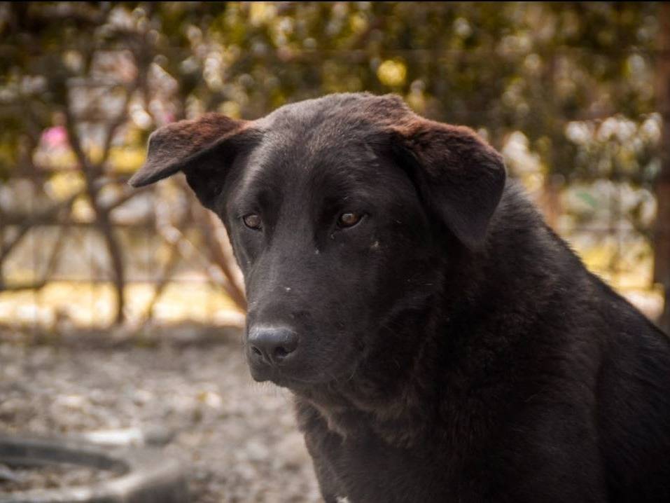 Adotta un cane, taglia grande, femmina, Crotone