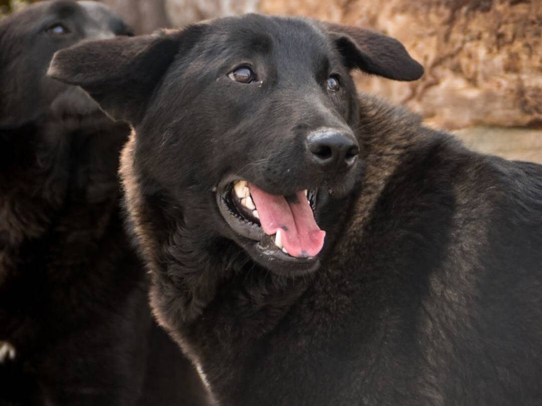 Vuoi adottare un cane a Crotone?