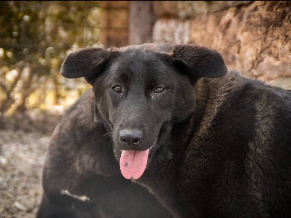 Adotta un cane, femmina, 2 anni  e 1 mese, Crotone