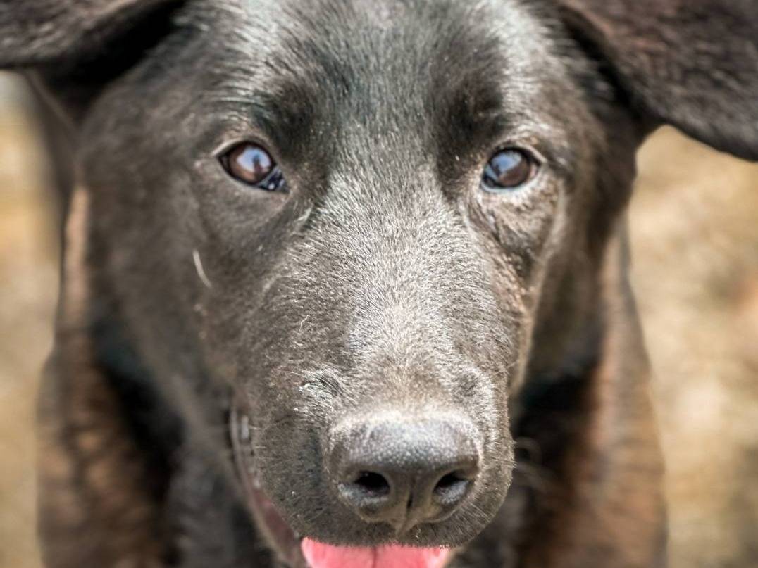 Adotta un cane, taglia grande, femmina, Crotone