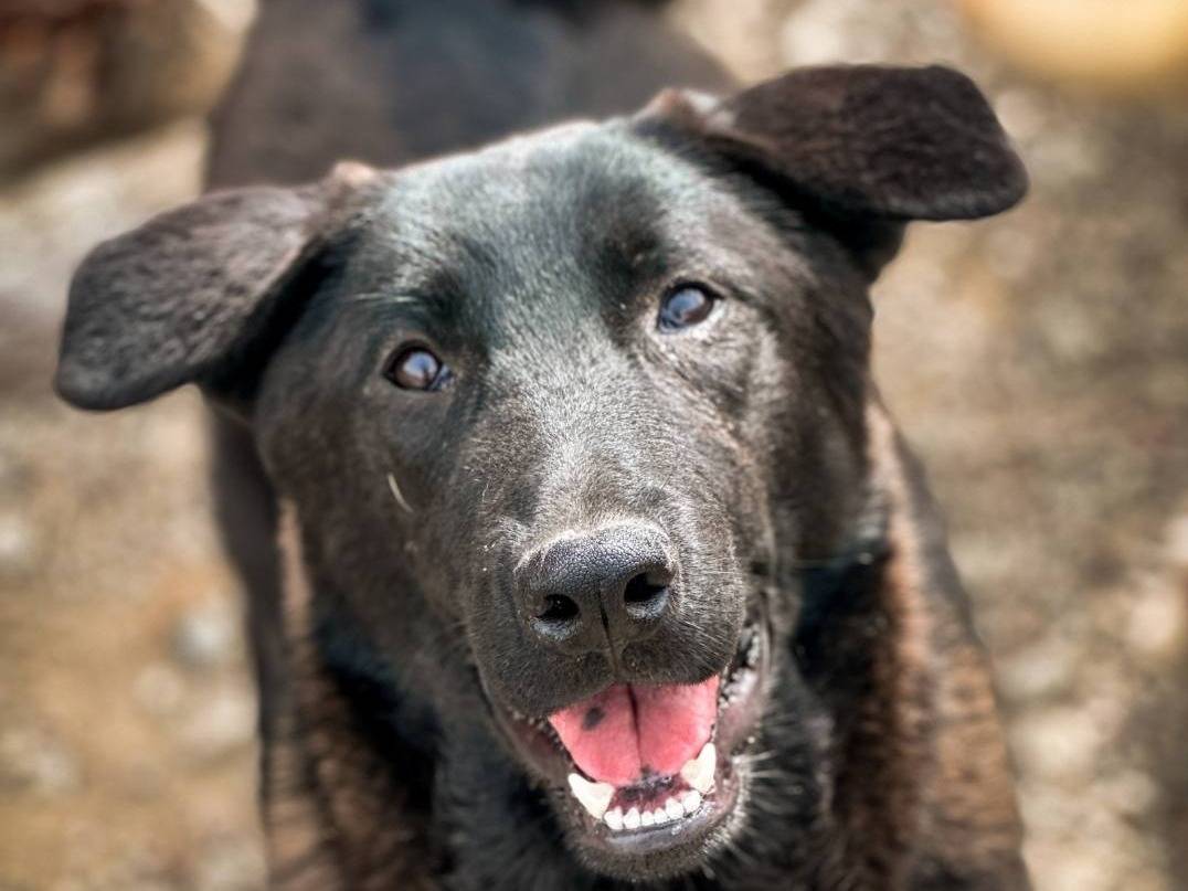 Vuoi adottare un cane a Crotone?