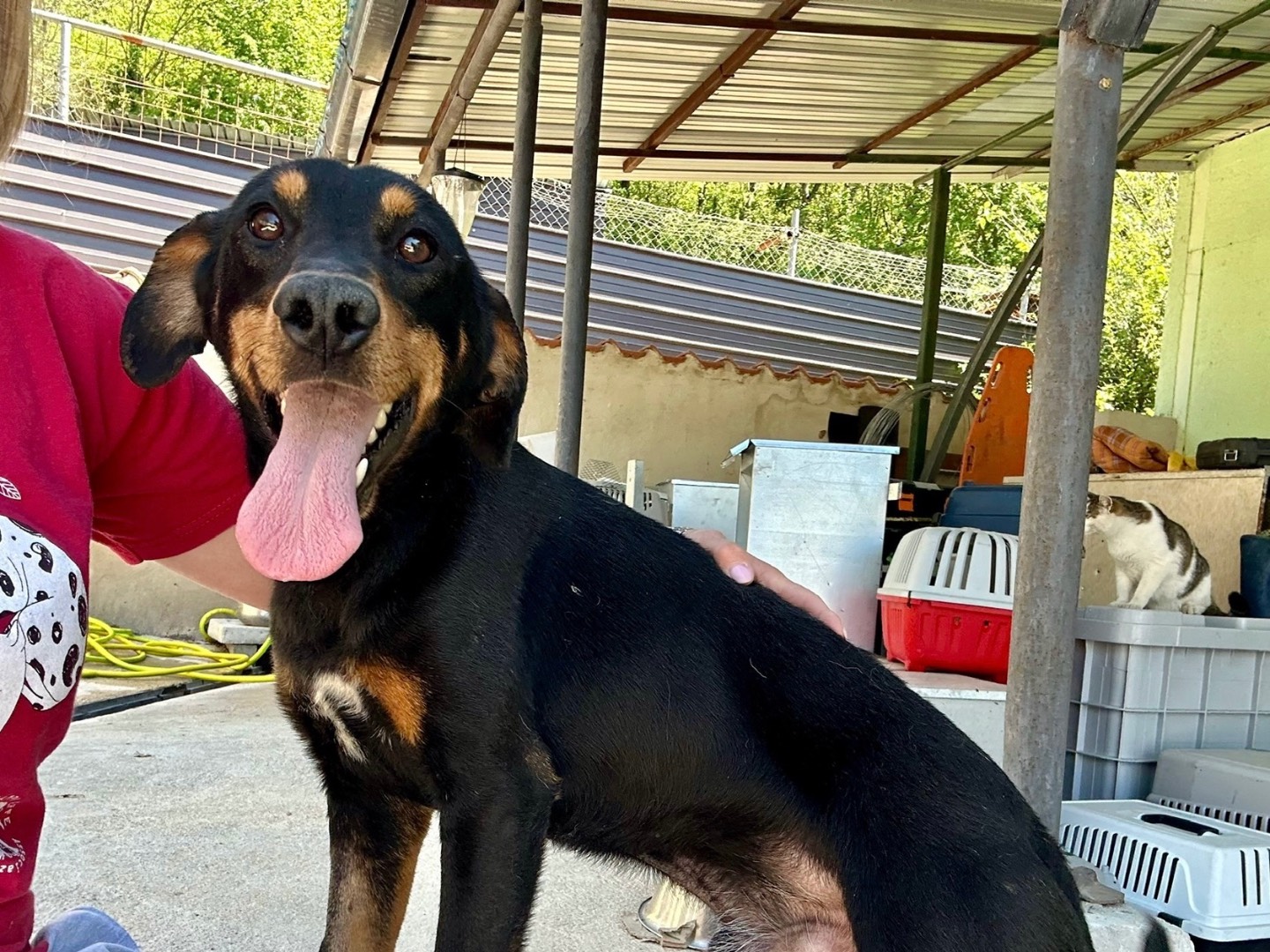 Adotta un cane, taglia media, maschio, Salerno
