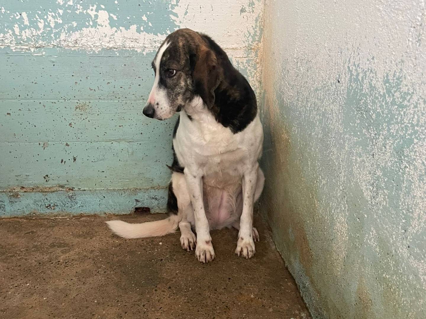 Adotta un cane, femmina, 7 anni  e 2 mesi , Crotone