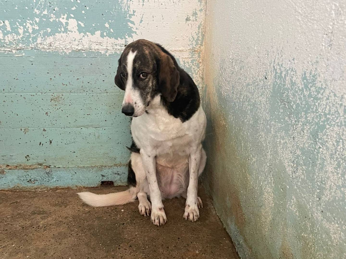 Adotta un cane, taglia media, femmina, Crotone