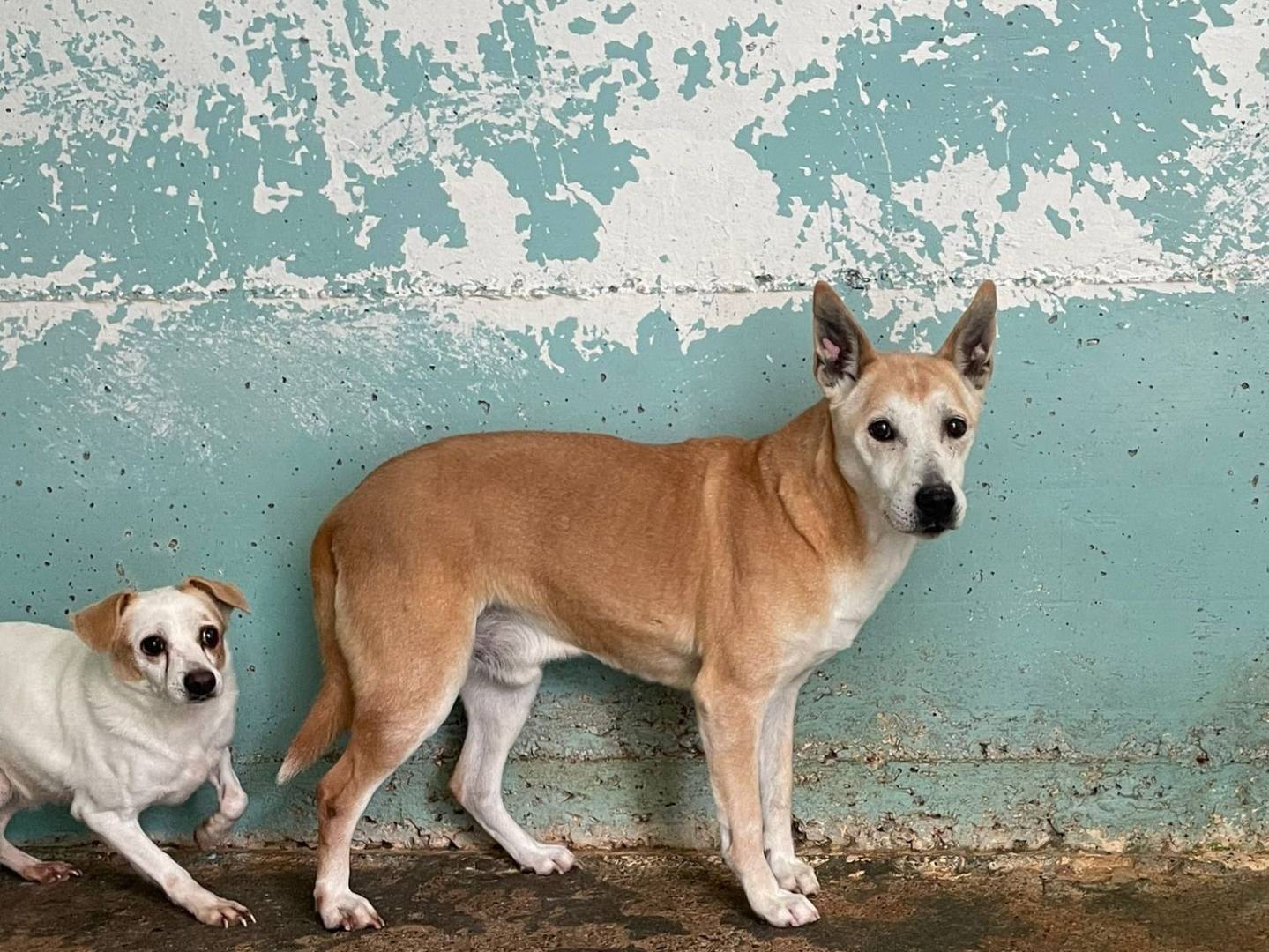 Foto dell'animale