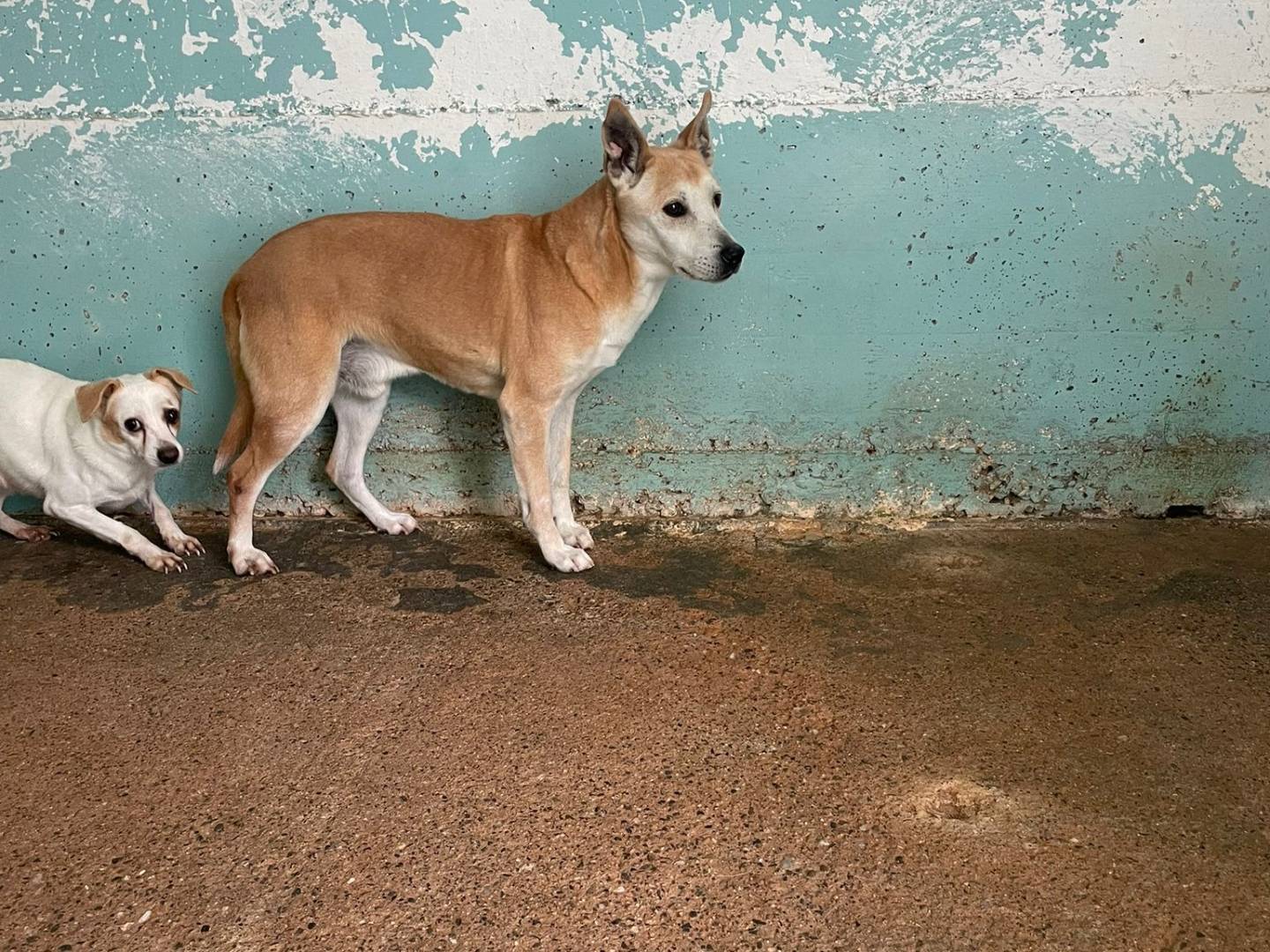 Adotta un cane, maschio, 9 anni  e 8 mesi , Crotone