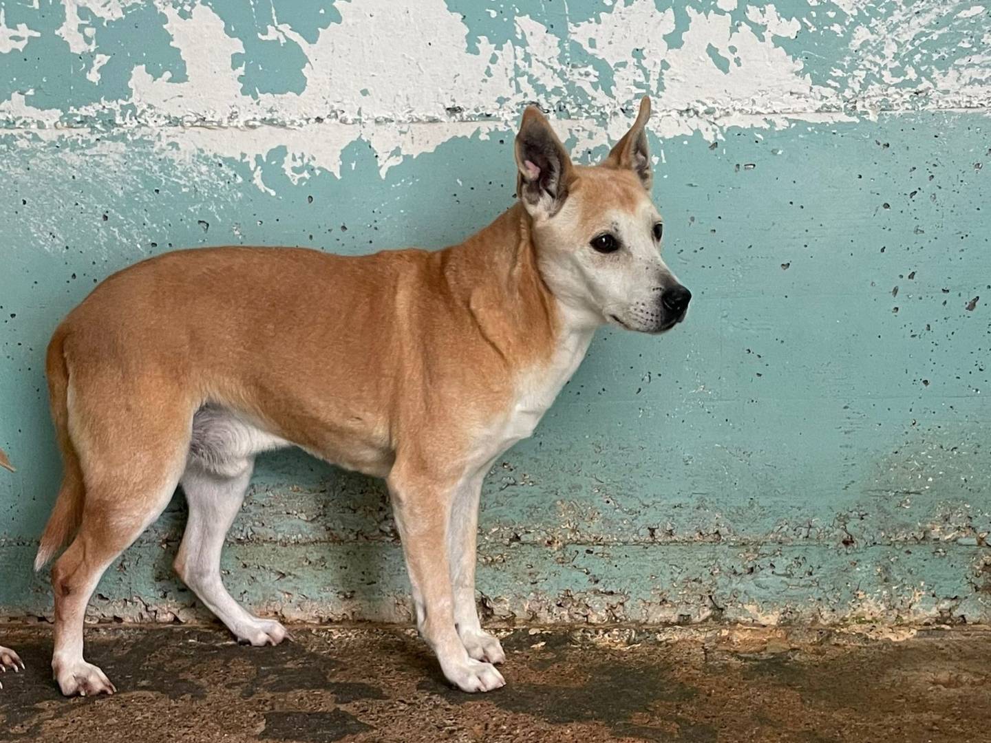 Adotta un cane, taglia media, maschio, Crotone