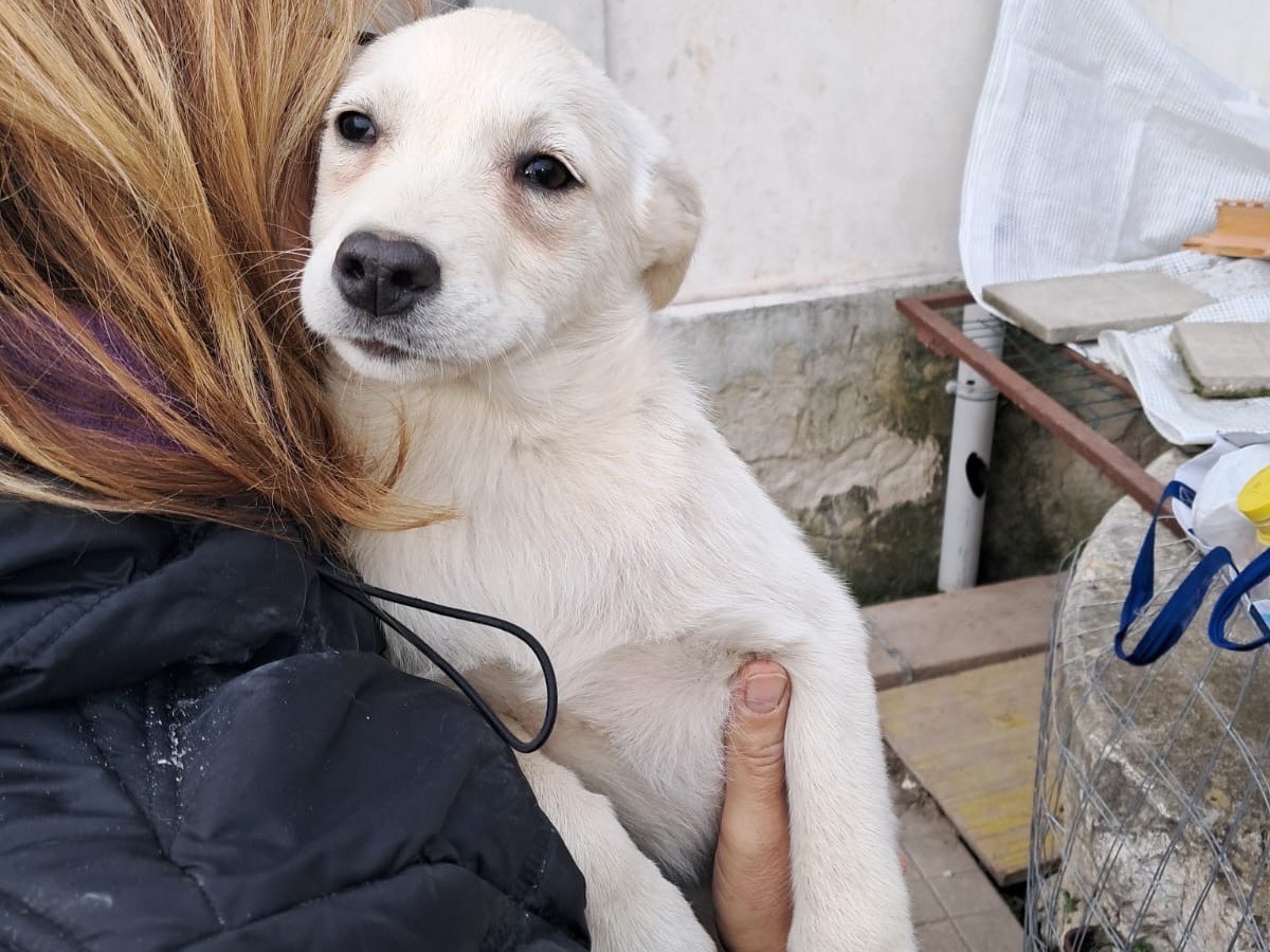 Adotta un cane, taglia media contenuta, femmina, Avellino