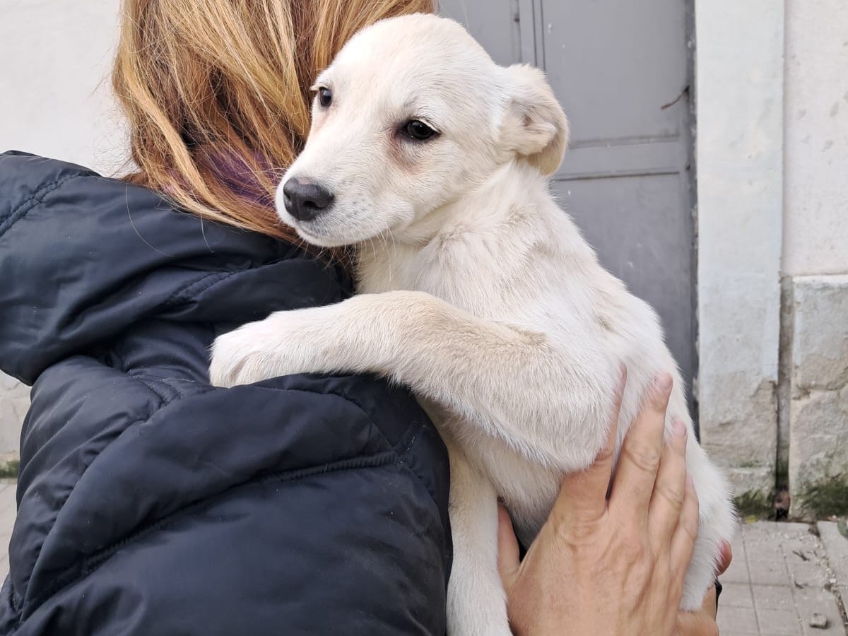 Vuoi adottare un cane a Avellino?