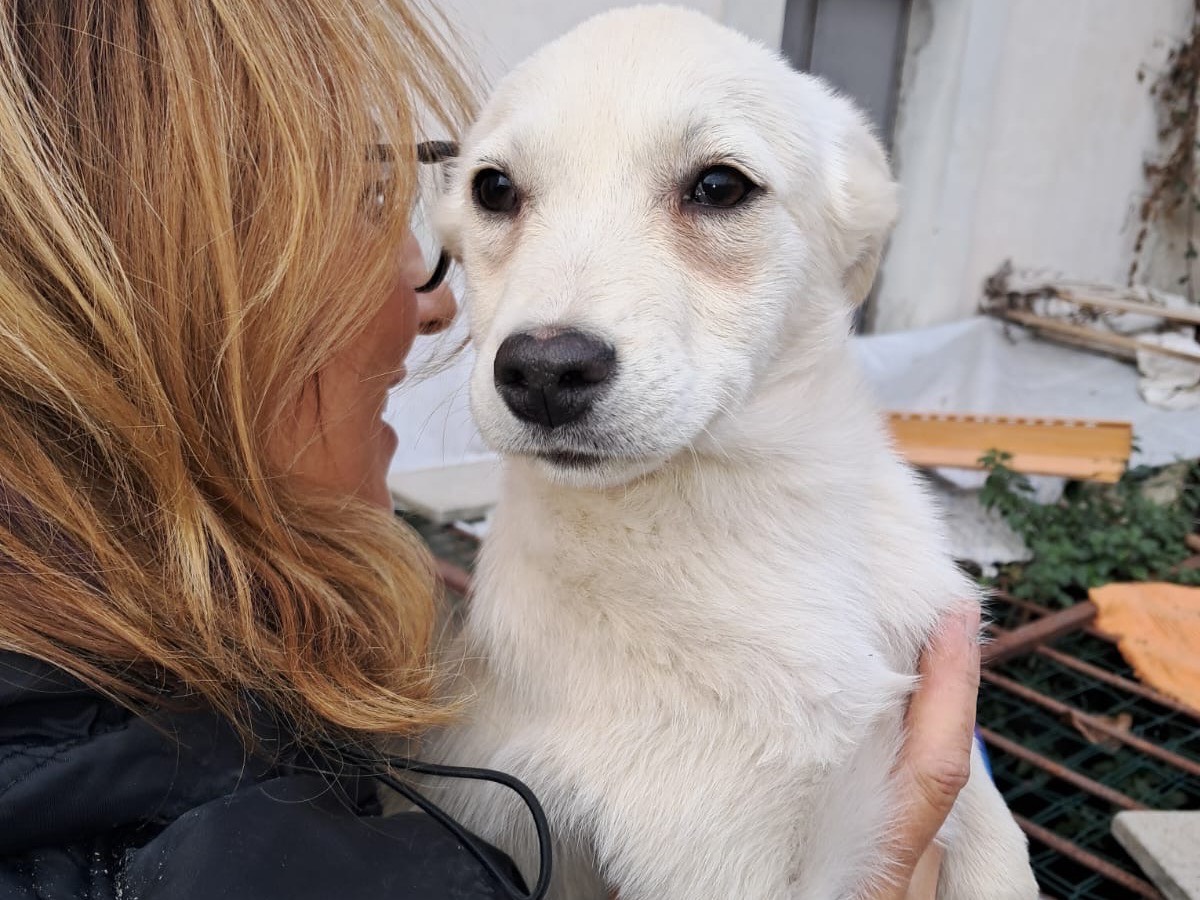 Adotta il cane Chanel a Avellino