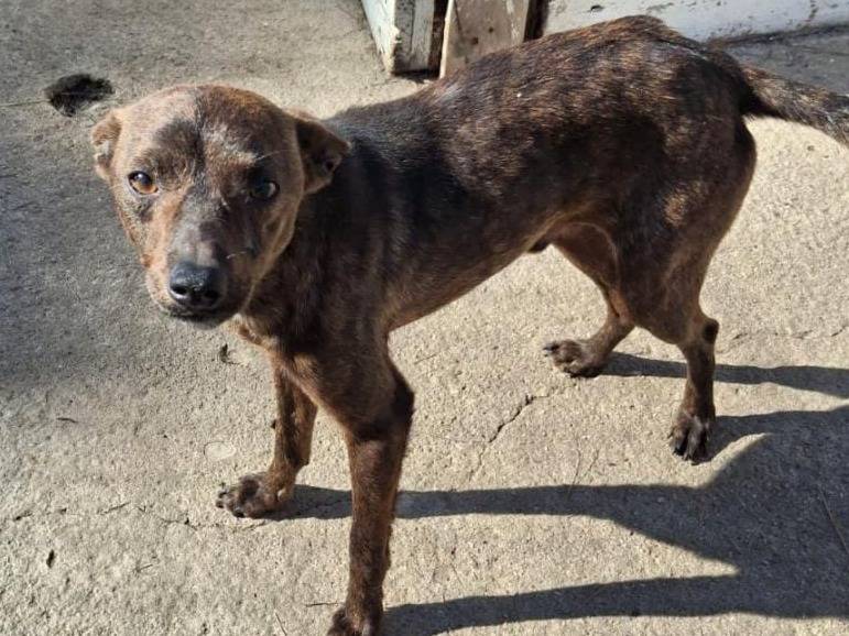 Adotta il cane YODA a Crotone