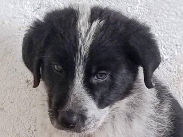 Adozione cane, femmina, Razza sconosciuta Razza sconosciuta, 1 anno e 1 mese, taglia media, Crotone