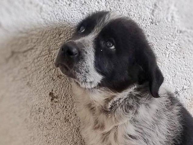 Adotta un cane, femmina, 1 anno e 1 mese, Crotone