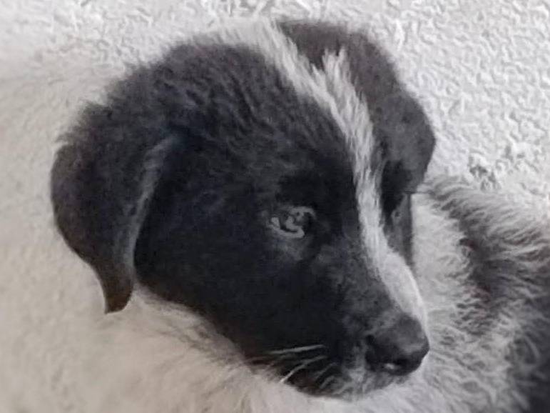 Adotta un cane, taglia media, femmina, Crotone